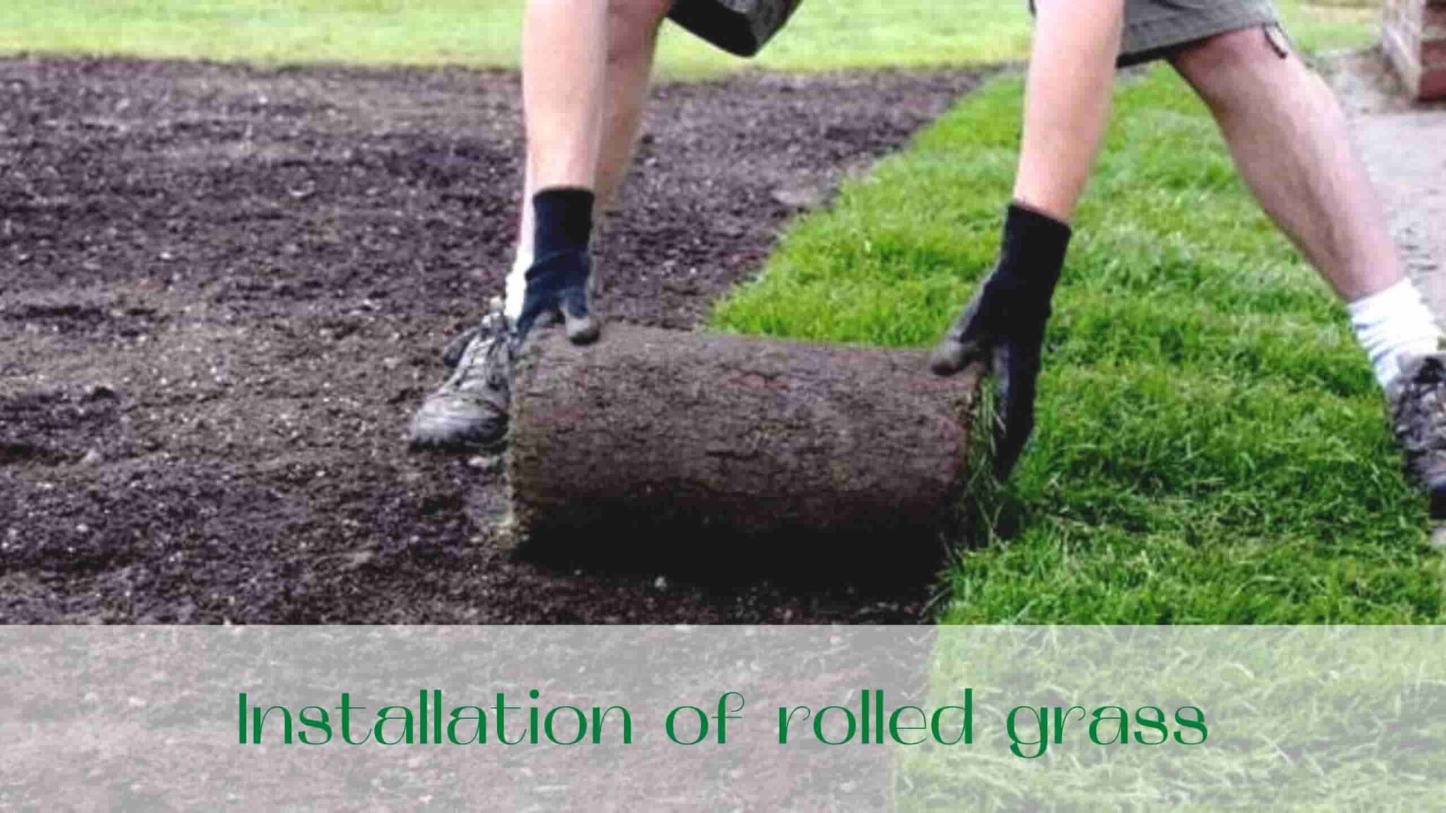 Rolled Grass in Toronto (GTA) | Lawn (Sod) Laying | 📞 (647) 830-4834