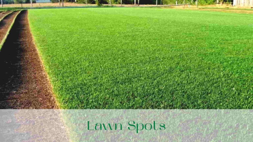 image-Lawn-Spots