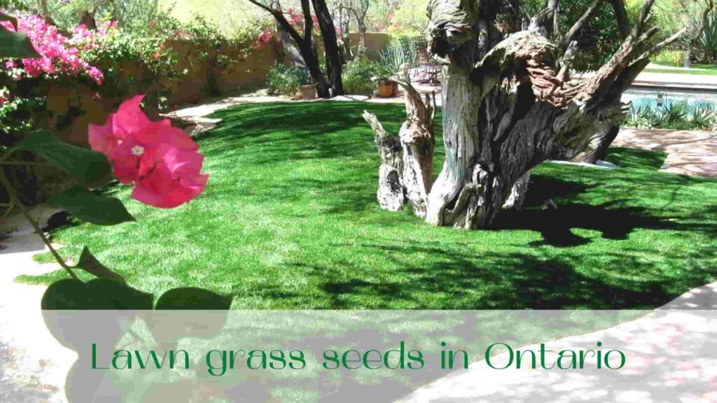 image-Lawn-grass-seeds-in-Ontario