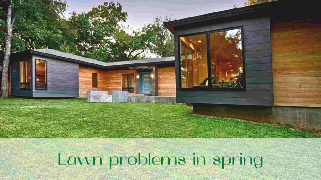 image-Lawn-problems-in-spring