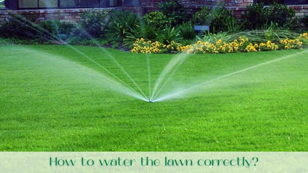 Image-how-to-water-the-lawn-correctly