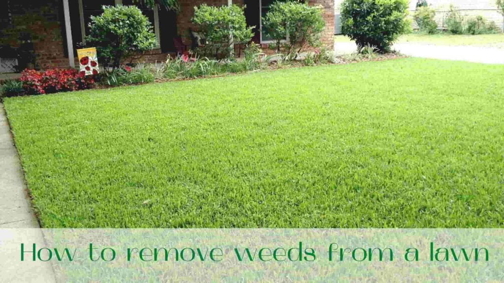 image-How-to-remove-weeds-from-a-lawn-sodding-grass