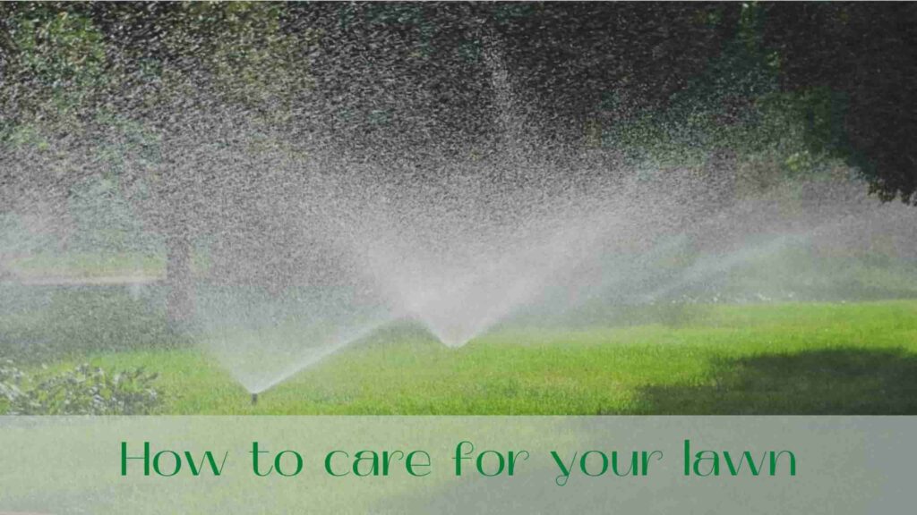 image-Lawn-installation-How-to-care-for-your-lawn