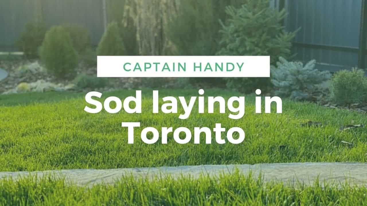 Sod laying in Toronto: the advantages of rolled lawns, steps of work