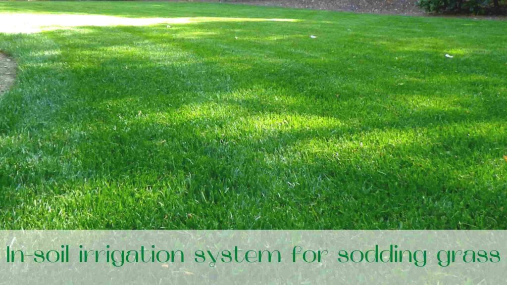 image-remove-weeds-from-a-lawn-sodding-grass
