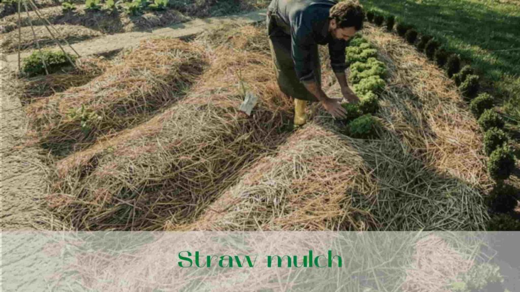 image-Straw-mulch