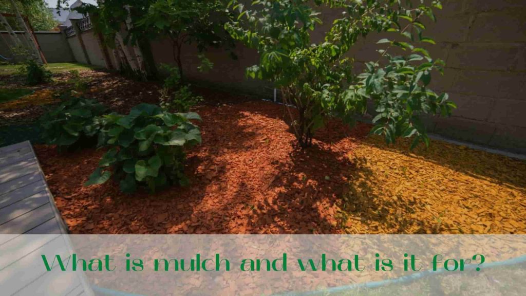 image-What-is-mulch-for-garden-and-what-is-it-for