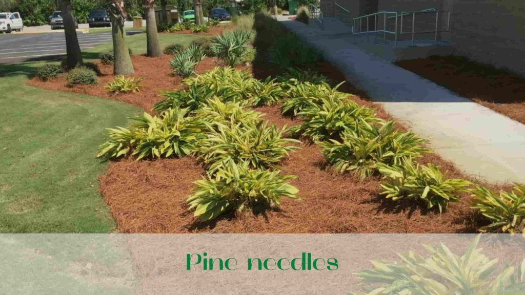 image-using-pine-needles-as-mulch