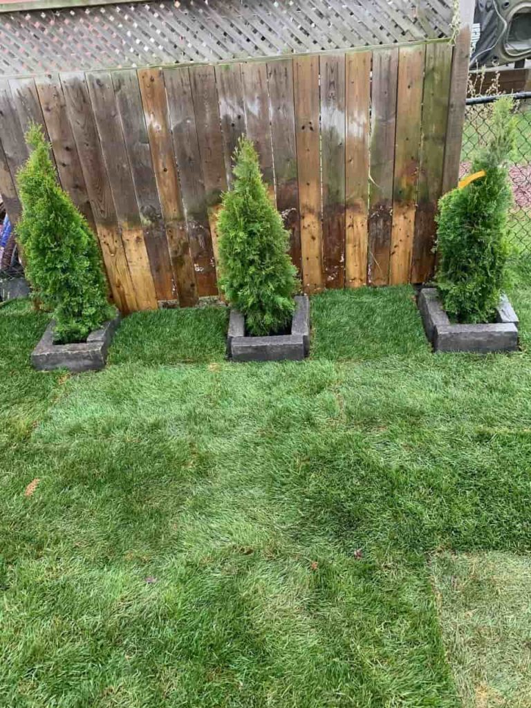 cost to sod a yard